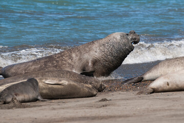 Obraz premium Elephant seal family, Peninsula Valdes, Patagonia, Argentina
