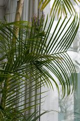 palm tree leaves near a window