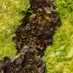 Pretty display of Fresh Lettuce - Frisee, Oakleaf and Iceberg on a greengrocers stall at a food market