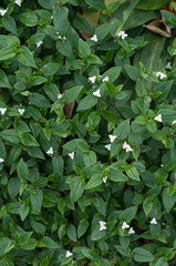 small white flowers and leaves background