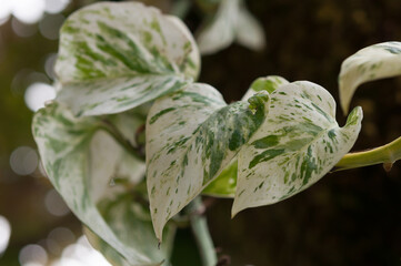 Epipremnum aureum (devil's vine) up close
