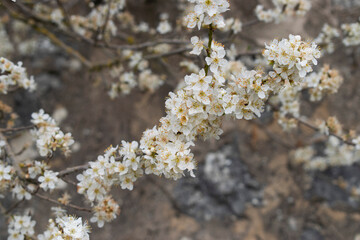 Flores blancas en ramas de árbol.