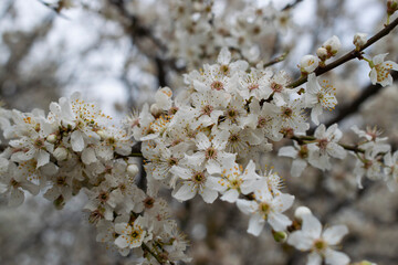 Flores blancas en ramas de árbol.