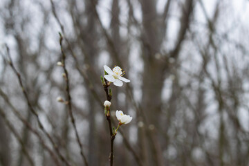 Flores blancas en ramas de árbol.