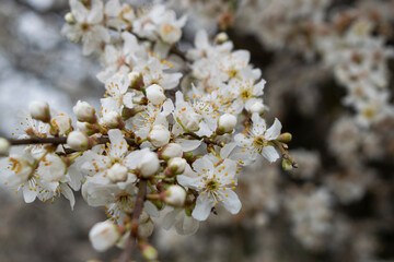 Flores blancas en ramas de árbol.