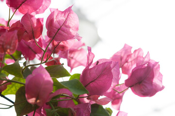 pink Bougainvillea blossoms on a white background