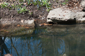 Fototapeta na wymiar early spring in the park (pond, rocks, and blue flowers)