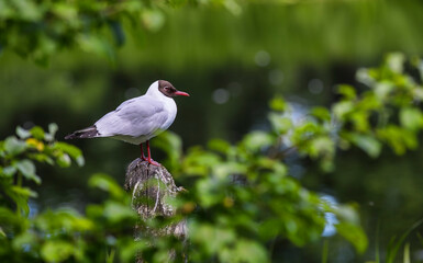 Portrait of a Black-Headed Gull