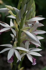 close up of orchids at the conservatory