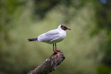 Portrait of a Black-Headed Gull
