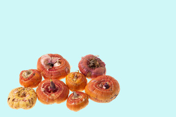 Close up view of gladiolus bulbs isolated on blue background.