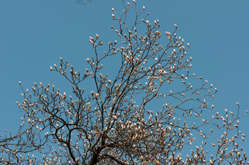 Magnolia tree with buds