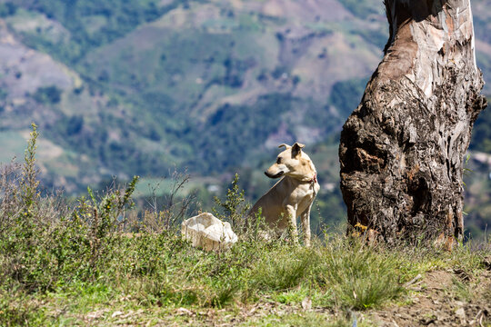 Dramatic image of a Dominican dog tied up to protect a farm high in the Caribbean mountains of the Dominican Republic.