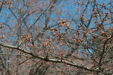 branches of a cherry blossom tree with yet to open flower buds