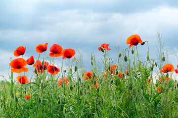 Obraz premium Field of red poppy flowers in Ukraine.