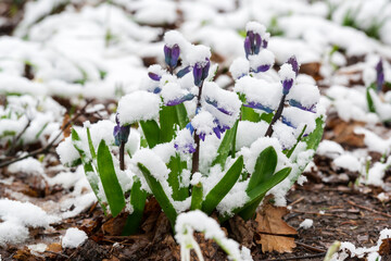 First spring flowers growing through the snow.