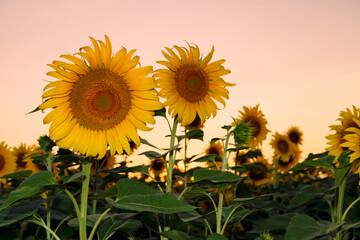 Blooming sunflowers against sunset sky.