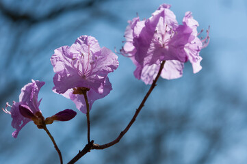 lavender or light purple blossoms (azaleas rhododendron) against the sky