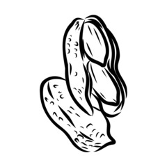 Peanut nut seed vector. Isolated on white background. Peanut butter food ingredient. Engraved hand drawn peanut illustration in retro vintage style. Organic Food, cosmetics, treatment component