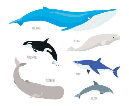Sea animals set isolated on white background. Underwater inhabitants, dolphin, shark, whales, beluga, sperm whale, killer whale. Flat vector cartoon