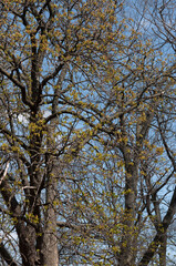 Fototapeta premium trees in the park