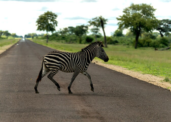 Fototapeta na wymiar a single zebra crossing the road, Botswana