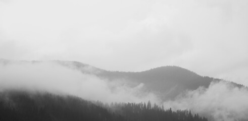 Foggy landscape with fir forest in The Carpathians