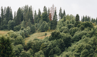 Picturesque landscape in The Carpathians