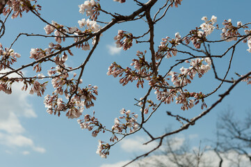 cherry blossoms (some still in bud) on a blue sky