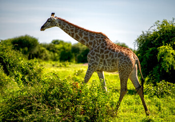 Close up of a passing giraffe, Chobe, Botswana © Stephan Röger