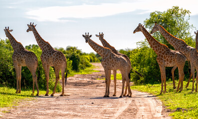 a herd of giraffes crosses the road, Chobe National Park, Botswana - obrazy, fototapety, plakaty