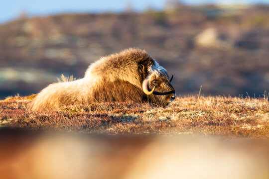 Mammal wildlife with Musk Ox, Spring scenery in the Dovrefjell, Norway