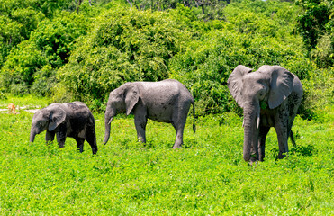 Elephant family on the move in Chobe National Park, Botswana