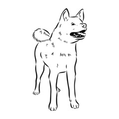 Akita dog face - isolated vector illustration akita inu dog vector