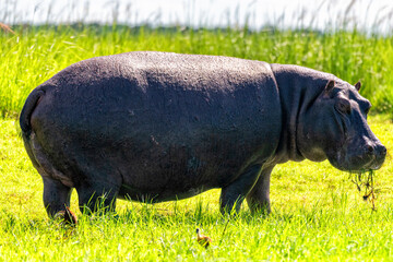 a single hippo on the pasture, Botswana