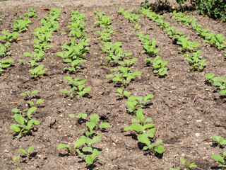 Rows of radishes in the garden. Radishes grow in the ground in the garden. Young radish seedling growing in the vegetable garden at early springtime. Eco-friendly horticulture concept background