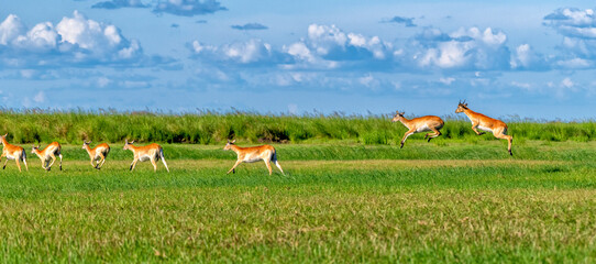 jumping antelopes chasing the herd, Chobe National Park ,Botswana