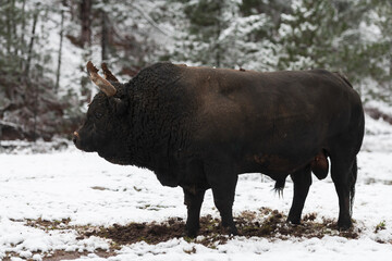 A big black bull in the snow training to fight in the arena. Bullfighting concept. Selective focus 