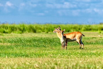 small family of impalas in a meadow watching the area, Chobe National Park, Botswana