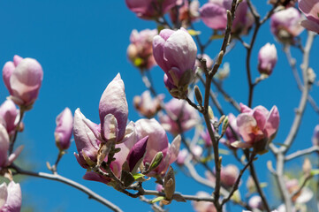 Fototapeta na wymiar Magnolia buds and blossoms against a blue sky