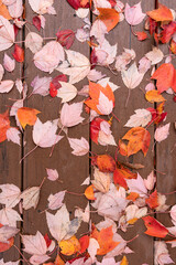 Wood Background with Colorful Wet Fallen Maple Leaves during Autumn