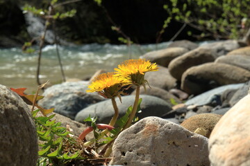 Yellow flower on the rocks against the background of a mountain river
