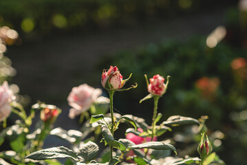Beautiful rosebuds outdoors in beautiful sunlight 