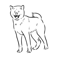 Akita dog face - isolated vector illustration akita inu dog vector