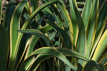 Plakat agave plant (Agave americana)
