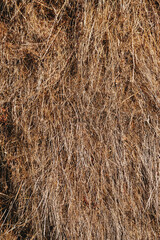 Yellow straw texture, natural background