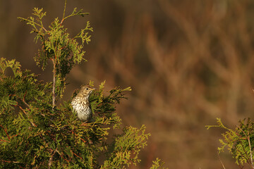 The song thrush (Turdus philomelos) sitting on the small brown branch. Green and brown background.