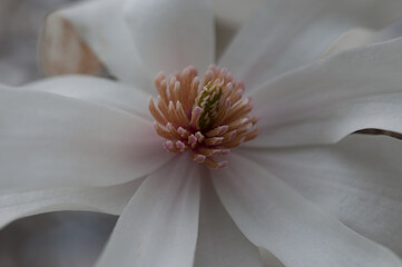 close up of a magnolia blossom