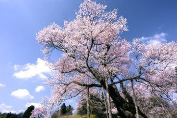 Obraz na płótnie Canvas 祭田の桜