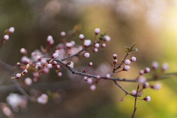 Kirschblüte Frühlung - März, Zürich, Schweiz.